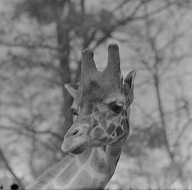 żyrafa we wrocławskim ZOO