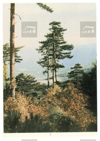 Original Obiekt cyfrowy not accessible