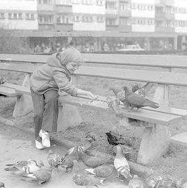 Dziewczynka karmiąca gołębie