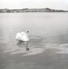 Łabędź na zalewie